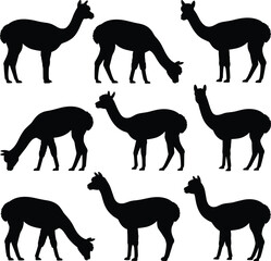 Obraz premium Alpaca and llama silhouettes set, farm livestock animals grazing and standing poses, rural wildlife illustration, isolated black figures collection