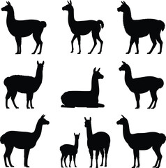 Obraz premium Llama alpaca silhouette set, black animal collection with standing walking resting poses, isolated farm mammal vector illustration