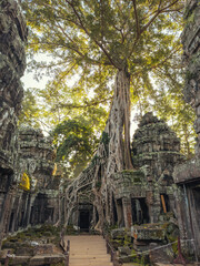 Majestic Tree Roots Engulfing Ta Prohm Temple in Angkor Wat, Cambodia