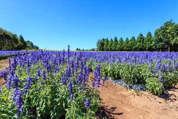 Obraz premium Vibrant Purple Sage Field Under a Clear Blue Summer Sky