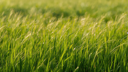 Lush green meadow with swaying grass blades glowing in warm sunlight, peaceful natural scene