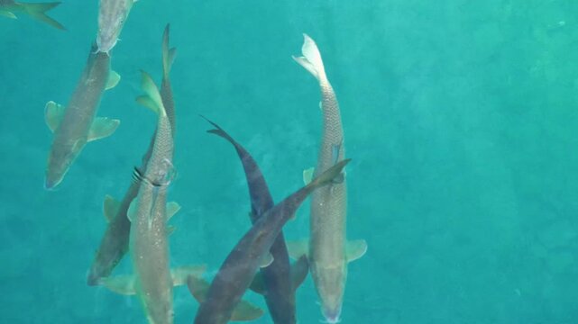  Cod fishes in huge water