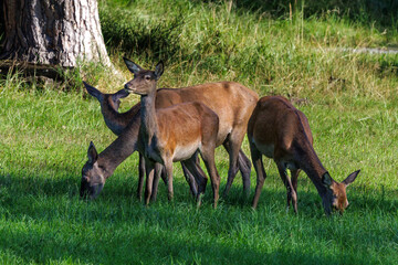 Rothirsch (Cervus elaphus) Kahlwild © Rolf Müller