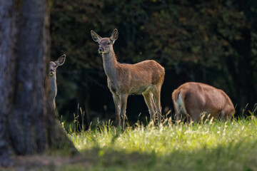 Rothirsch (Cervus elaphus) Kahlwild © Rolf Müller