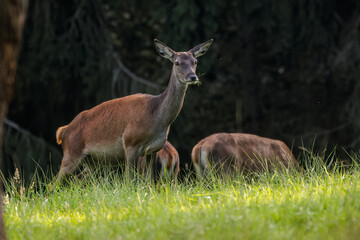 Rothirsch (Cervus elaphus) Kahlwild © Rolf Müller