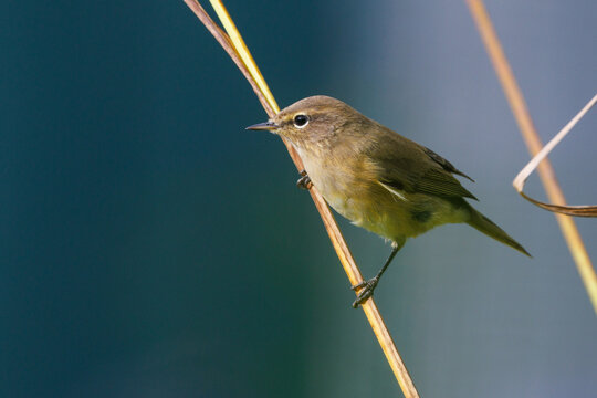 Zilpzalp (Phylloscopus collybita)