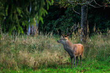 Rothirsch (Cervus elaphus) © Rolf Müller