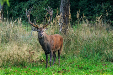 Rothirsch (Cervus elaphus) © Rolf Müller