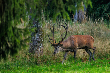 Rothirsch (Cervus elaphus) © Rolf Müller