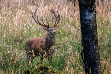 Rothirsch (Cervus elaphus) © Rolf Müller