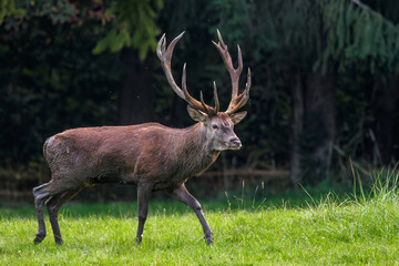 Rothirsch (Cervus elaphus) © Rolf Müller