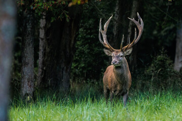 Rothirsch (Cervus elaphus) © Rolf Müller