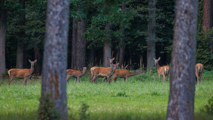 Rothirsch (Cervus elaphus) Kahlwild