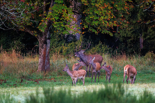 Rothirsch (Cervus elaphus), ungerader 14-Ender