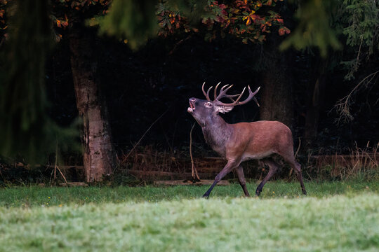 Rothirsch (Cervus elaphus), ungerader 14-Ender