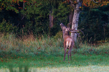 Rothirsch (Cervus elaphus), ungerader 14-Ender © Rolf Müller