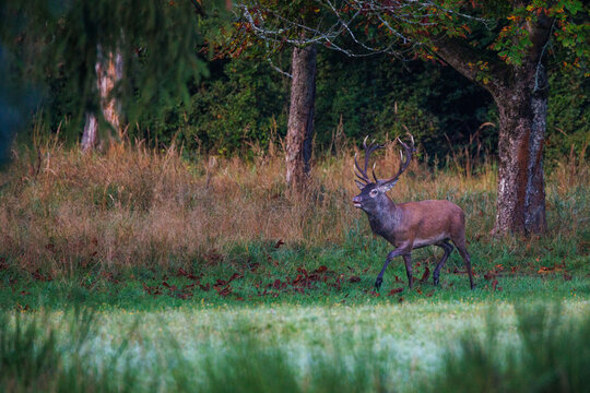 Rothirsch (Cervus elaphus), ungerader 14-Ender