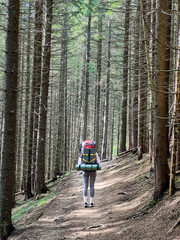 Obraz premium Back view of woman hiker with red backpack and sleeping pad walks along dirt trail through dense forest of tall, straight trees. Tranquil path, surrounded by greenery, creates peaceful atmosphere.