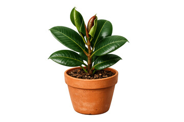 Obraz premium Rubber plant (ficus elastica) growing in a terracotta pot, displaying vibrant green leaves, transparent background
