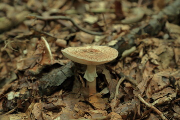 Amanita rubescens blushing mushroom growing on deciduous forest floor