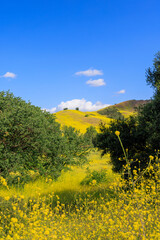 Obraz premium Landscape of blooming hills in California covered in vibrant wildflowers