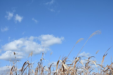 佐賀・巨勢川調整池の冬：広大な自然