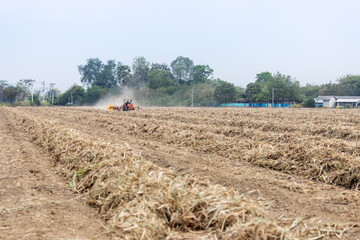 Sugarcane Leaf Piles Collected by Agricultural Machine After Harvest