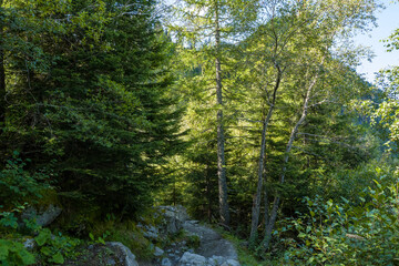 Fototapeta premium Narrow stony trail winding through lush woodland with sunlight filtering through tall evergreen and deciduous trees, creating a tranquil natural scene.