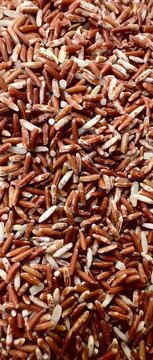 Organic Sangyot brown rice, an indigenous Thai rice variety, is rich in nutrients, fiber, and antioxidants, reflecting the concept of clean food, a healthy lifestyle, and sustainable agriculture 