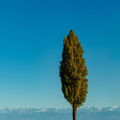 Lone poplar tree with mountains and sky
