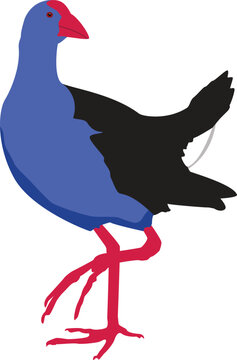 A vector drawing of an australasian swamp hen or New Zealand Pukeko with purple/blue feathers and pink/red legs