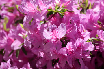 A bunch of pink flowers with white centers