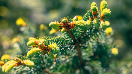 A tree with green leaves and brown buds © schankz