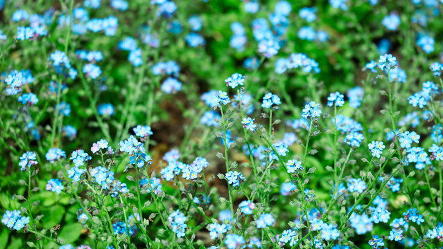 A field of blue flowers