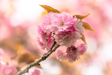 Obraz premium Pink cherry blossoms in nature.