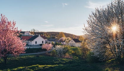 Idyllic Springtime Village Landscape at Golden Hour with Cherry Blossoms
