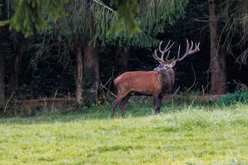 Rothirsch (Cervus elaphus)