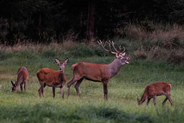 Rothirsch (Cervus elaphus) © Rolf Müller