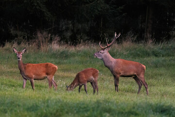 Rothirsch (Cervus elaphus) © Rolf Müller
