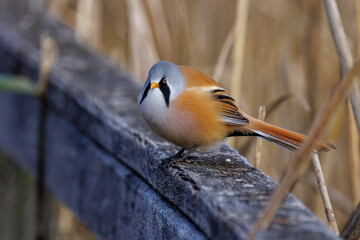Bartmeise (Panurus biarmicus) Männchen © Rolf Müller