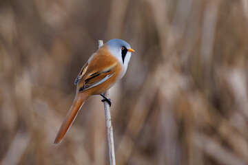 Fototapeta premium Bartmeise (Panurus biarmicus) Männchen
