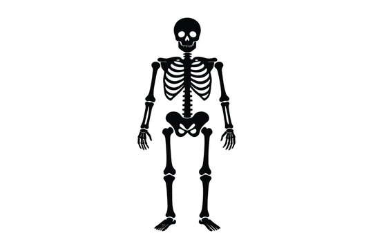 Human skeleton silhouette on white background showing bone structure of body halloween medical symbol