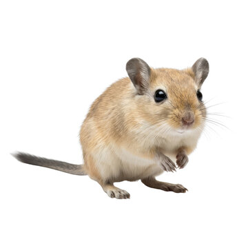 Cute gerbil standing on hind legs, looking forward