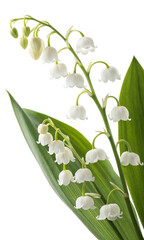 Poisonous Plant Lily of the Valley isolated on transparent background