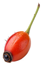 Poisonous Plant Rosary Pea isolated on transparent background