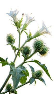 Poisonous Plant Jimson Weed