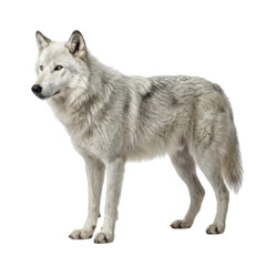 Fototapeta premium White wolf standing isolated on white background