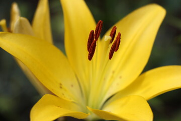 yellow lily flower close up