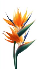 Vibrant Bird Of Paradise Flower Illustration