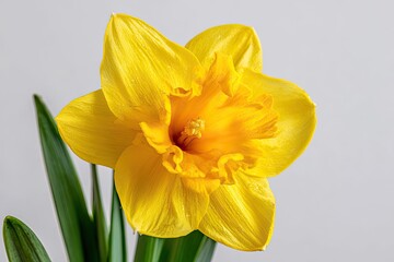 Closeup Of A Yellow Daffodil